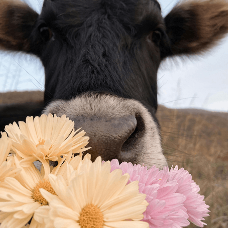 Fresh Florals BG Image