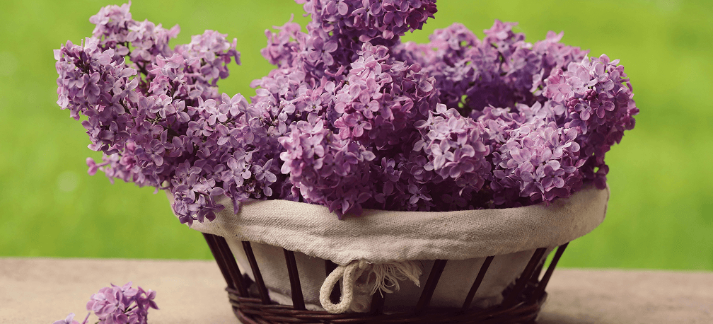 Fresh Florals BG Image